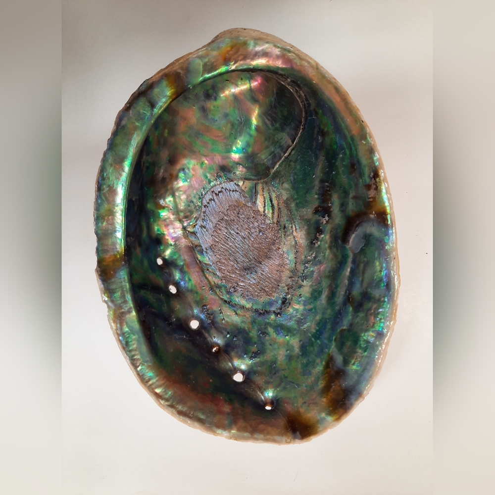 Abalone Shell